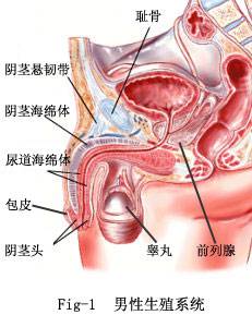 男性生殖器解剖图1