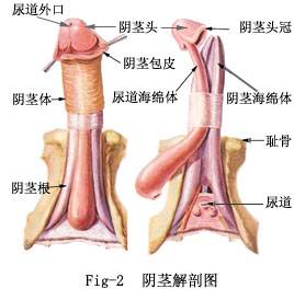 男性生殖器解剖图2