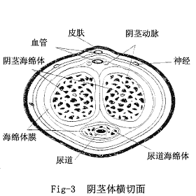 男性睾丸解剖图